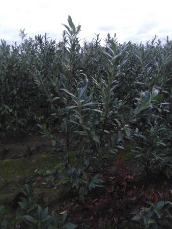 Prunus l. 'Caucasica' 150-175 cm met kluit - afbeelding 4
