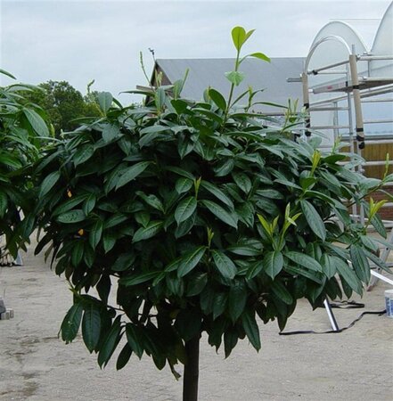 Prunus l. 'Caucasica' 150-175 cm met kluit - afbeelding 9