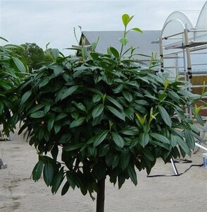 Prunus l. 'Caucasica' 150-175 cm met kluit - afbeelding 9