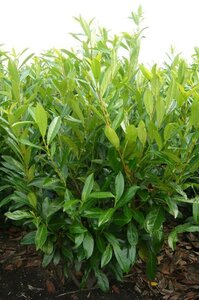 Prunus l. 'Caucasica' 150-175 cm met kluit - afbeelding 9