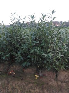 Prunus l. 'Caucasica' 150-175 cm met kluit - afbeelding 2
