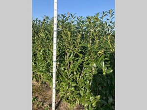 Prunus l. 'Caucasica' 150-175 cm met kluit - afbeelding 13