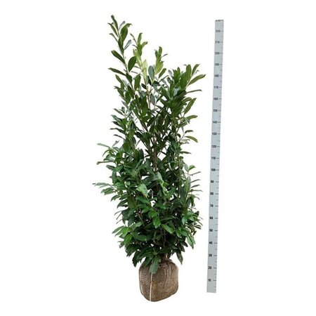 Prunus l. 'Caucasica' 150-175 cm met kluit - afbeelding 11