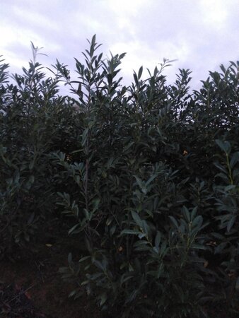 Prunus l. 'Caucasica' 175-200 cm met kluit - afbeelding 12