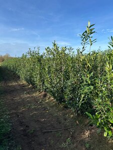Prunus l. 'Caucasica' 175-200 cm met kluit - afbeelding 5