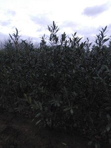 Prunus l. 'Caucasica' 175-200 cm met kluit - afbeelding 2
