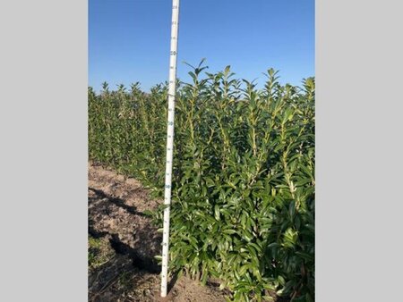 Prunus l. 'Caucasica' 175-200 cm met kluit - afbeelding 5