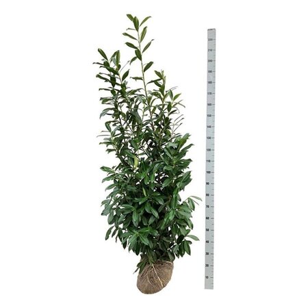 Prunus l. 'Caucasica' 175-200 cm met kluit - afbeelding 7