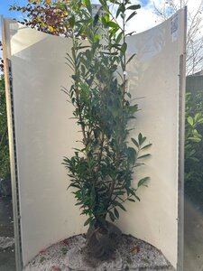 Prunus l. 'Caucasica' 175-200 cm met kluit - afbeelding 4