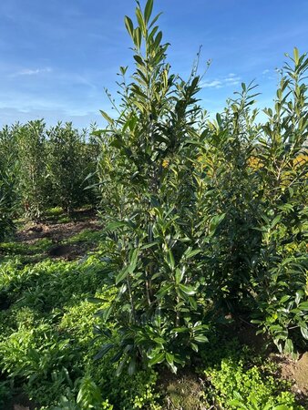 Prunus l. 'Caucasica' 175-200 cm met kluit - afbeelding 3
