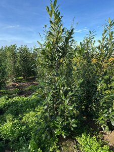 Prunus l. 'Caucasica' 175-200 cm met kluit - afbeelding 3