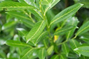 Prunus l. 'Caucasica' 175-200 cm met kluit - afbeelding 10