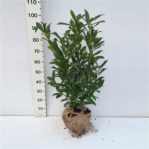 Prunus l. 'Caucasica' 80-100 cm met kluit - afbeelding 8