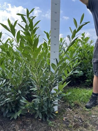 Prunus l. 'Caucasica' 80-100 cm met kluit - afbeelding 3
