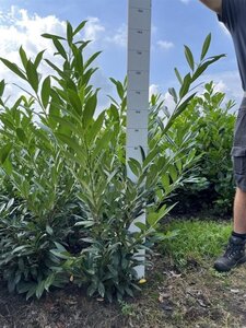 Prunus l. 'Caucasica' 80-100 cm met kluit - afbeelding 3