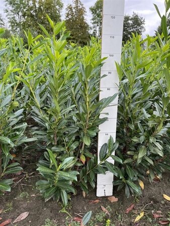 Prunus l. 'Caucasica' 80-100 cm met kluit - afbeelding 2