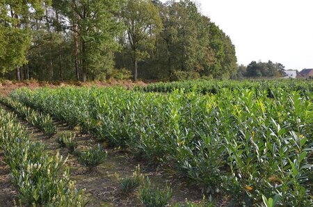 Prunus l. 'Caucasica' 80-100 cm met kluit - afbeelding 4