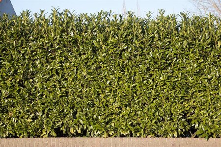Prunus l. 'Caucasica' 80-100 cm met kluit - afbeelding 1