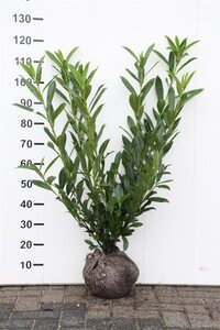 Prunus l. 'Caucasica' 80-100 cm met kluit - afbeelding 5