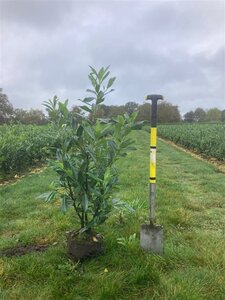Prunus l. 'Caucasica' 80-100 cm met kluit - afbeelding 7