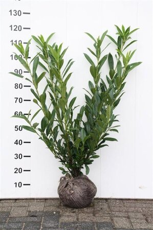 Prunus l. 'Caucasica' 80-100 cm met kluit - afbeelding 6