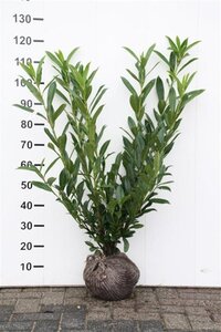 Prunus l. 'Caucasica' 80-100 cm met kluit - afbeelding 6