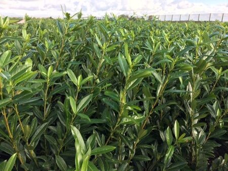 Prunus l. 'Caucasica' 80-100 cm met kluit - afbeelding 12
