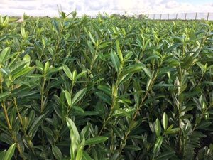 Prunus l. 'Caucasica' 80-100 cm met kluit - afbeelding 12