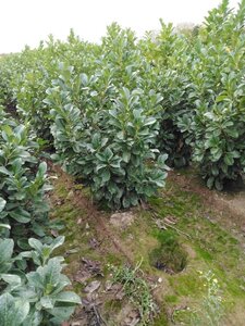 Prunus l. Etna 100-125 cm met kluit - afbeelding 6