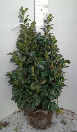 Prunus l. Etna 100-125 cm met kluit - afbeelding 12