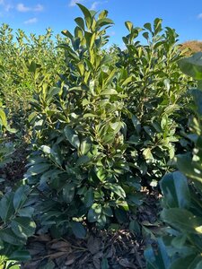Prunus l. Etna 100-125 cm met kluit - afbeelding 11