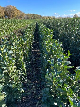 Prunus l. Etna 100-125 cm met kluit - afbeelding 10