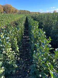 Prunus l. Etna 100-125 cm met kluit - afbeelding 10