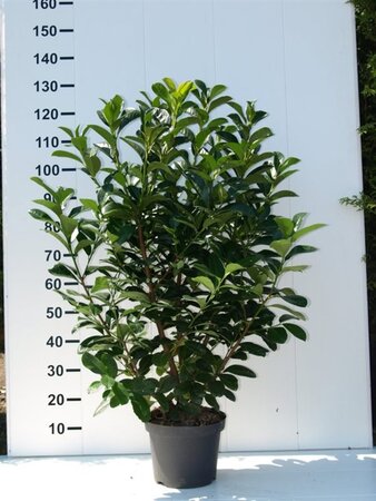 Prunus l. Etna 100-125 cm met kluit - afbeelding 3