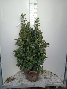 Prunus l. Etna 100-125 cm met kluit - afbeelding 9