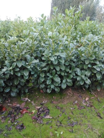 Prunus l. Etna 100-125 cm met kluit - afbeelding 5