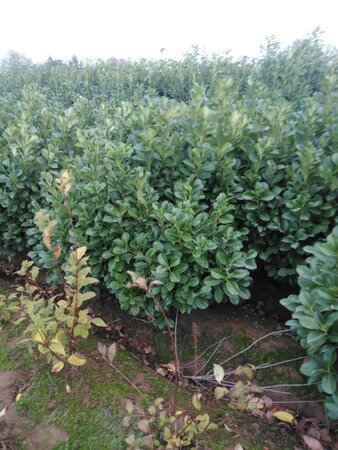 Prunus l. Etna 100-125 cm met kluit - afbeelding 4