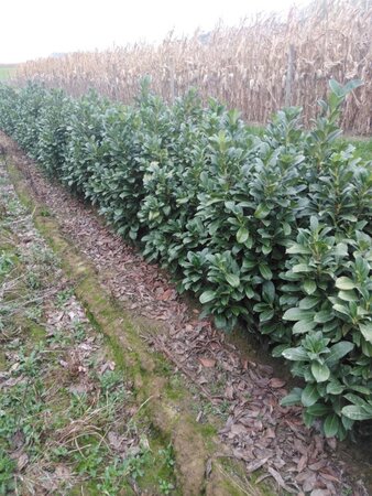 Prunus l. Etna 100-125 cm met kluit - afbeelding 7