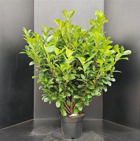 Prunus l. Etna 100-125 cm met kluit - afbeelding 2