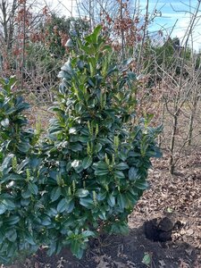 Prunus l. Etna 125-150 cm met kluit - afbeelding 7