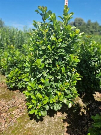 Prunus l. Etna 125-150 cm met kluit - afbeelding 10