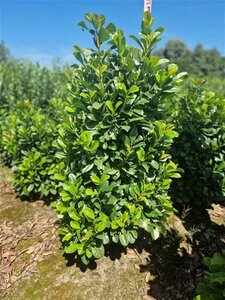 Prunus l. Etna 125-150 cm met kluit - afbeelding 10