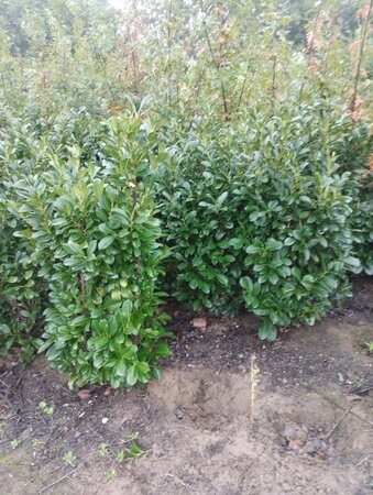 Prunus l. Etna 125-150 cm met kluit - afbeelding 6
