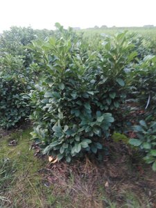 Prunus l. Etna 125-150 cm met kluit - afbeelding 5