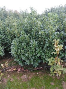 Prunus l. Etna 125-150 cm met kluit - afbeelding 3