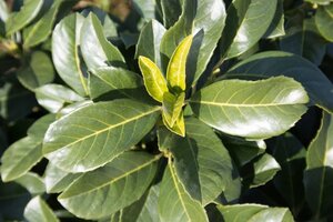 Prunus l. Etna 125-150 cm met kluit - afbeelding 8