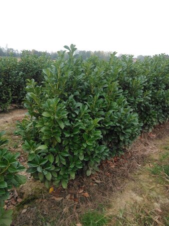 Prunus l. Etna 125-150 cm met kluit - afbeelding 4