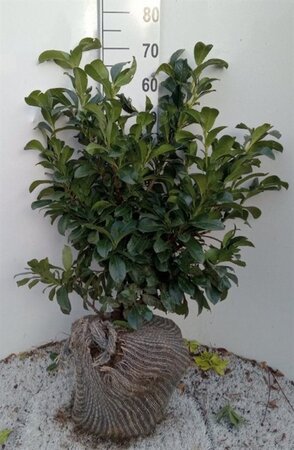 Prunus l. Etna 60-80 cm met kluit - afbeelding 7