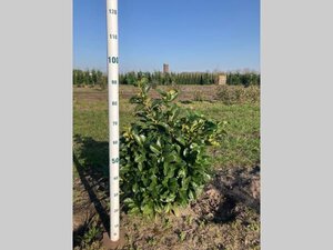 Prunus l. Etna 60-80 cm met kluit - afbeelding 7