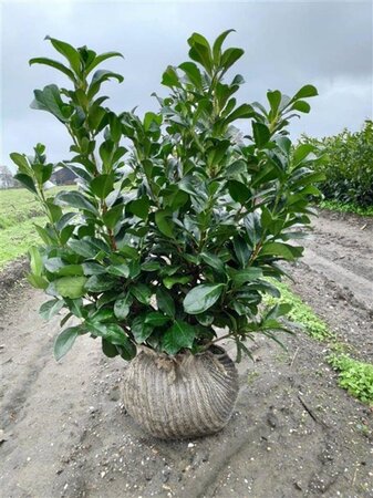 Prunus l. Etna 60-80 cm met kluit - afbeelding 4